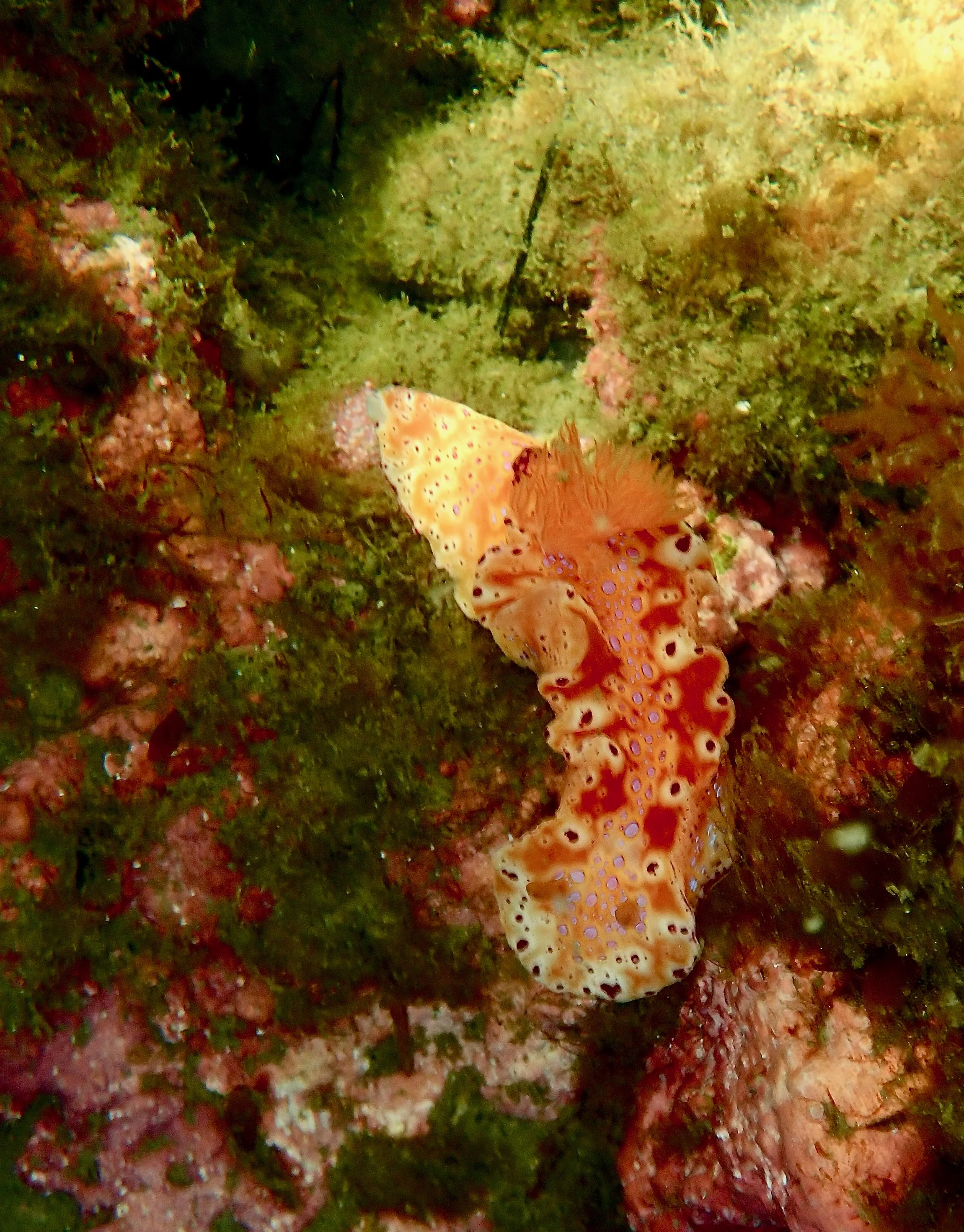 Nudibranch on reef — Port Phillip Bay