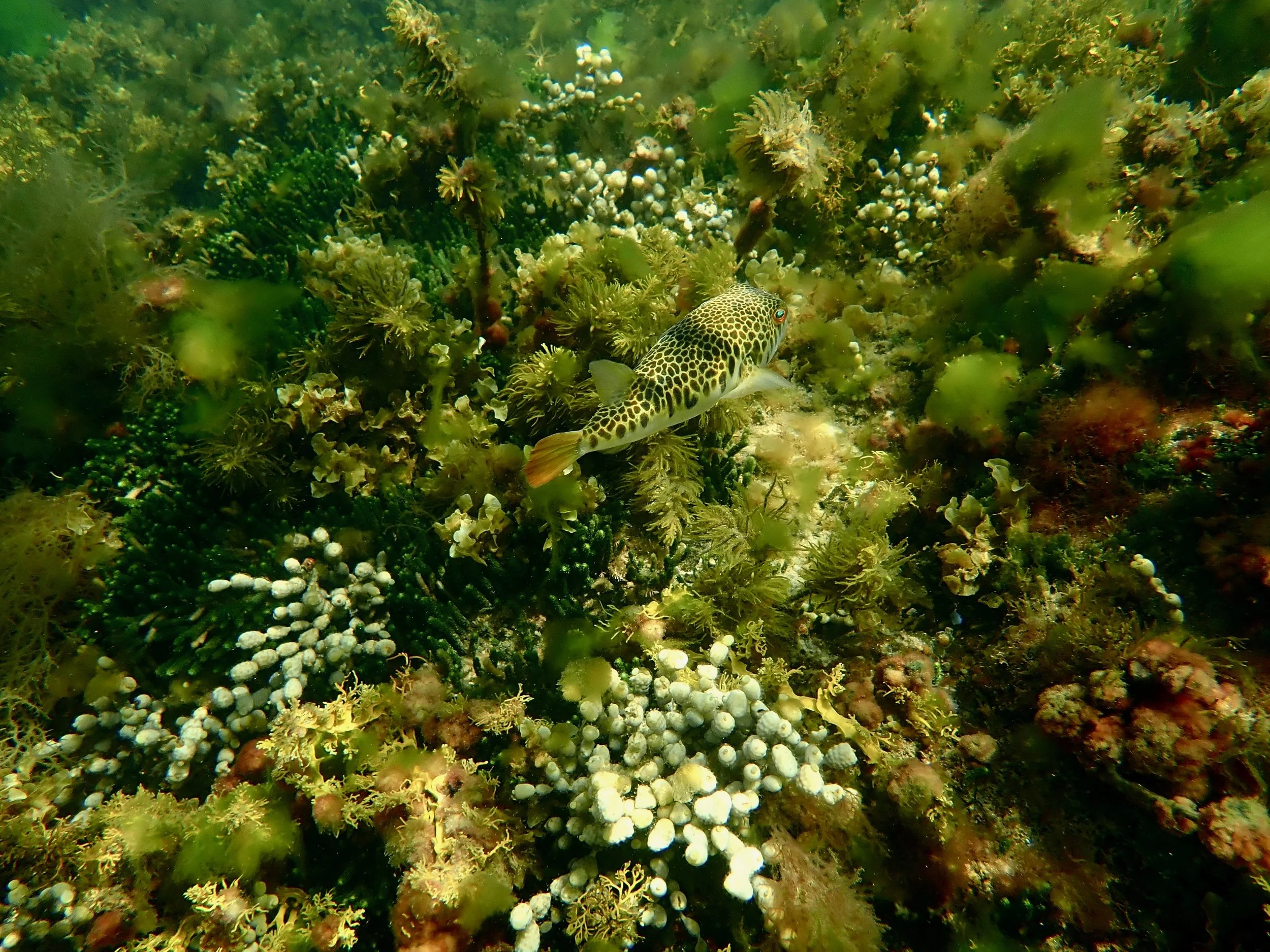 Pufferfish in seagrass — Two Bays field site